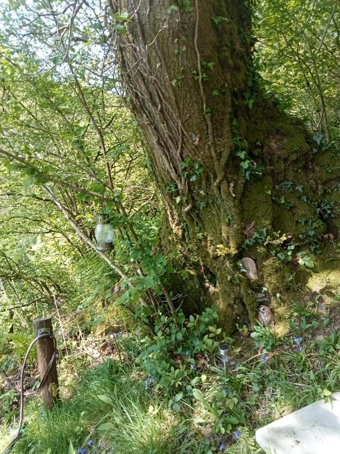 'Morris' The Shepherd'S Hut And Woodland Hot Tub Experience Carmarthen Eksteriør bilde